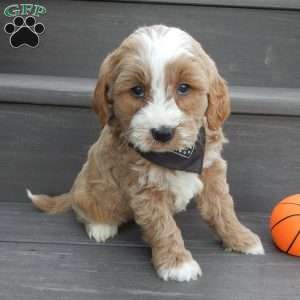 Milo, Mini Goldendoodle Puppy